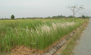 HỘI THẢO CÙNG KOL VŨ ĐỨC MẠNH – THS.BS VŨ VĂN SỰ